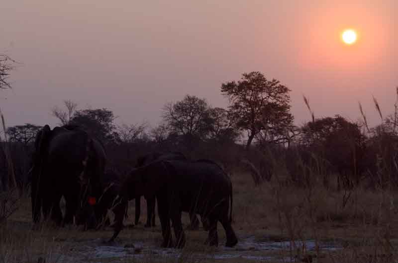 47 - Namibia - elefantes - parque nacional de Bwabwata